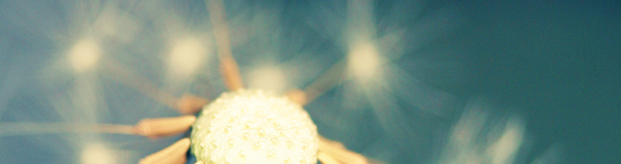 Attention Deficit Hyperactivity Disorder (ADHD)